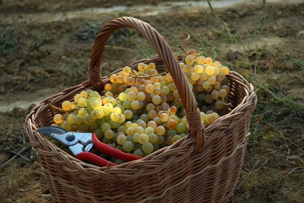 B&B Il Poggio Di غافي المظهر الخارجي الصورة